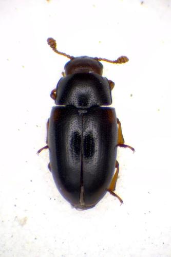 Dacne rufifrons